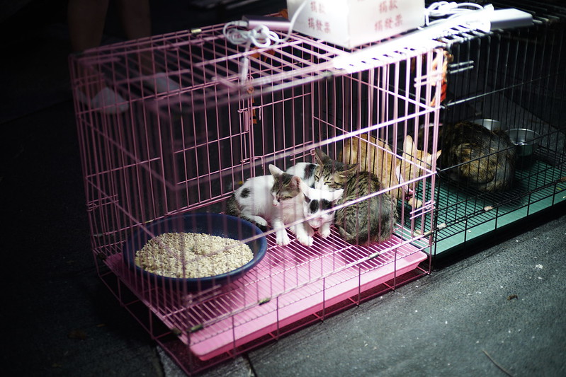 To be adopt, Taichung, Taiwan