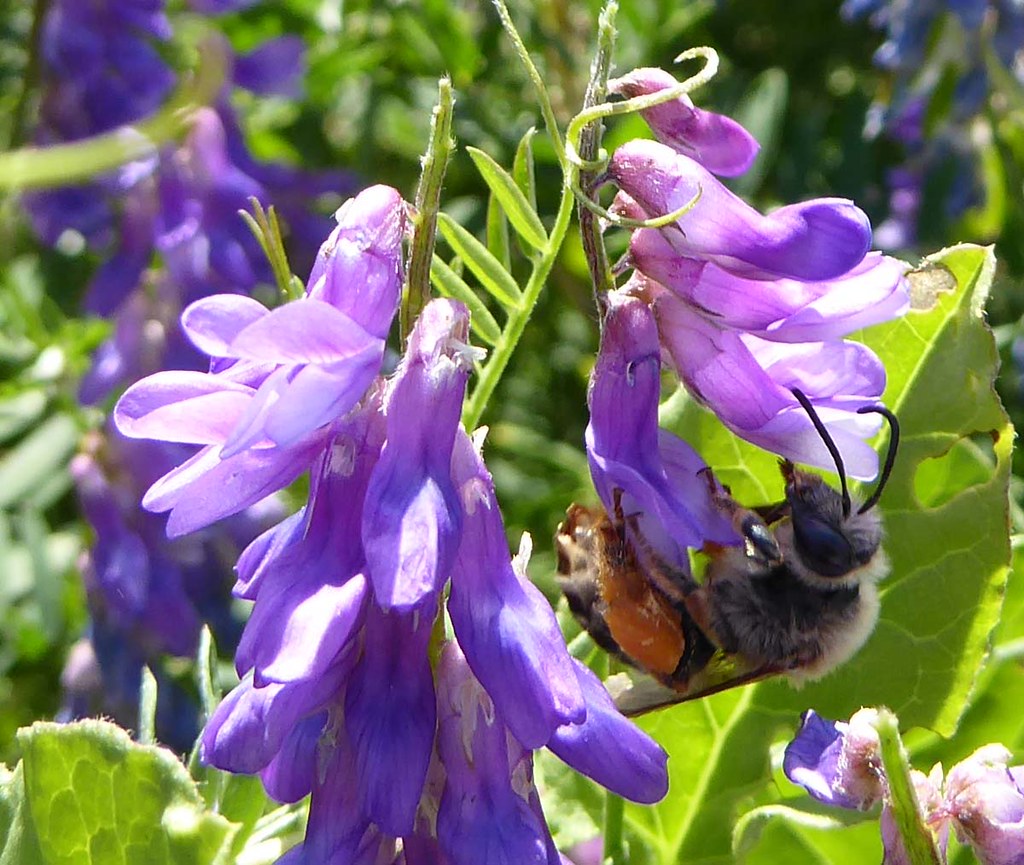 Female long-horned bee 2
