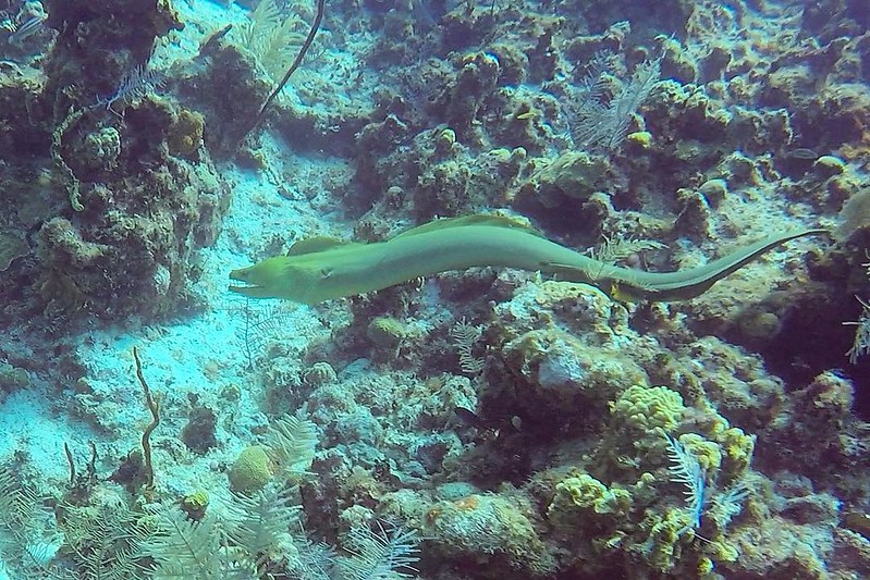 Moray eel. #latergram #underthesea