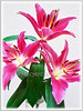 Lilium species (Lily)