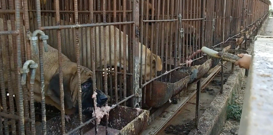 The Dog Meat Professionals: Investigating the South Korean dog meat trade