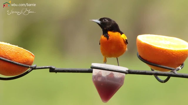Chattering Oriole