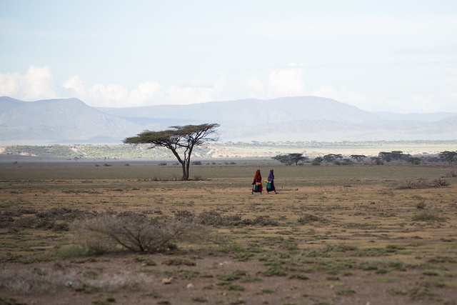 The Plains of the Serengeti