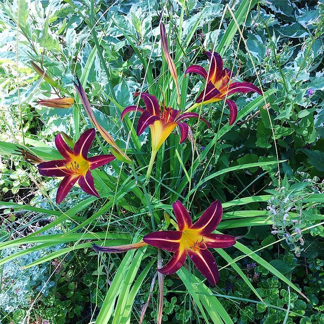 Day lilies in my MIL's backyard.