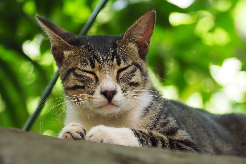 東池袋中央公園の猫。石の上にも1年なキジ白3