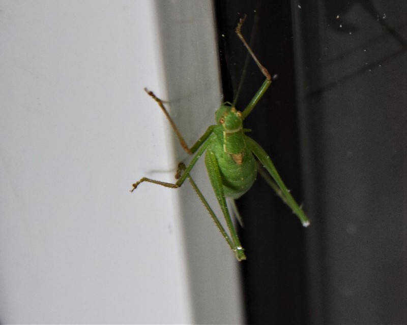 Grasshopper 27.07 (1)