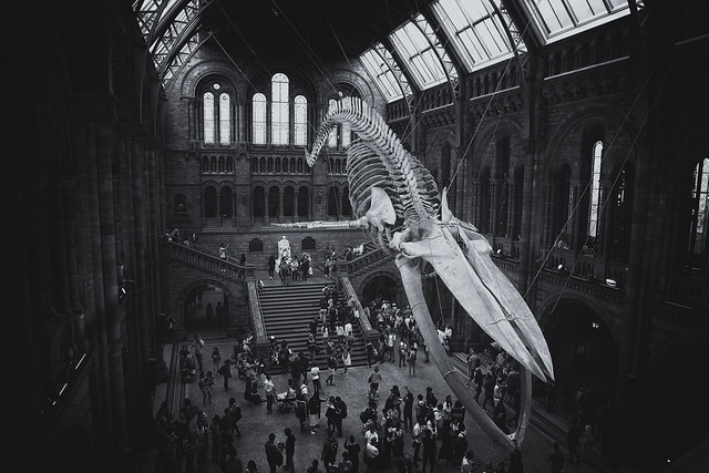 natural history museum - blue whale skeleton