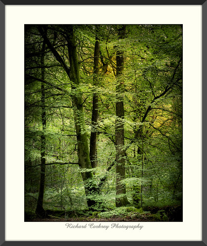 tree trees wood woodland forest southdowns hampshire painterly landscape art