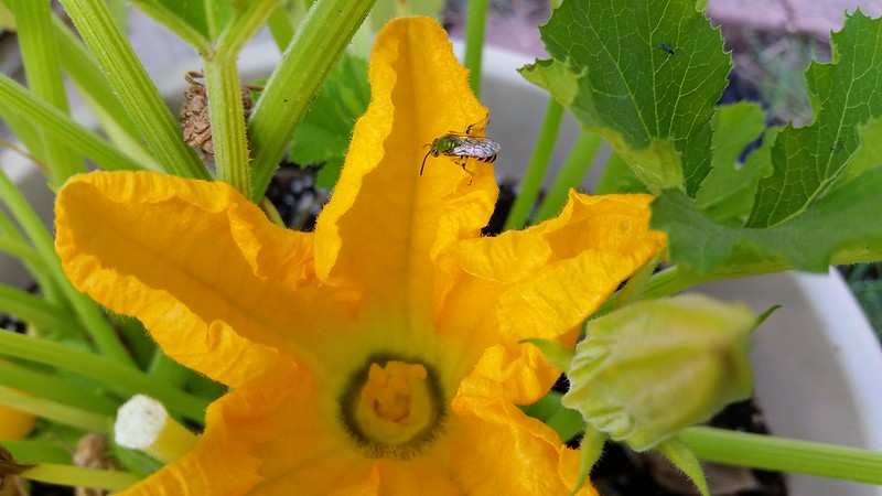 Squash blossom with bee