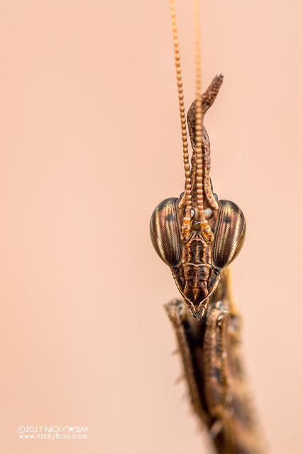 Bark horned mantis (Ceratocrania sp.) - DSC_7152