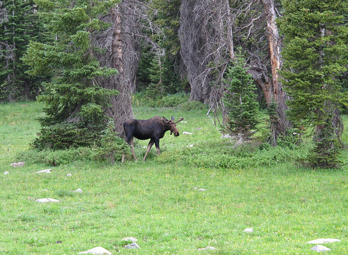 wyoming wildlife mountains forest moose alcesalces cervidae bullmoose native fauna 10180ft3103melevation snowyrange rockymountains highcountry rockies nativewildlife view summer highrockies medicinebownationalforest adventure exploration travel hiking wilderness outinthewild wyomingexpedition2017 outdoors nature canonpowershotg12 pspx9 zoniedude1 earthnaturelife