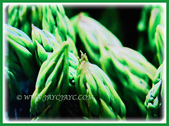 Lovely green-coloured edible veggie of Asparagus officinalis (Asparagus, Garden Asparagus), 13 July 2017