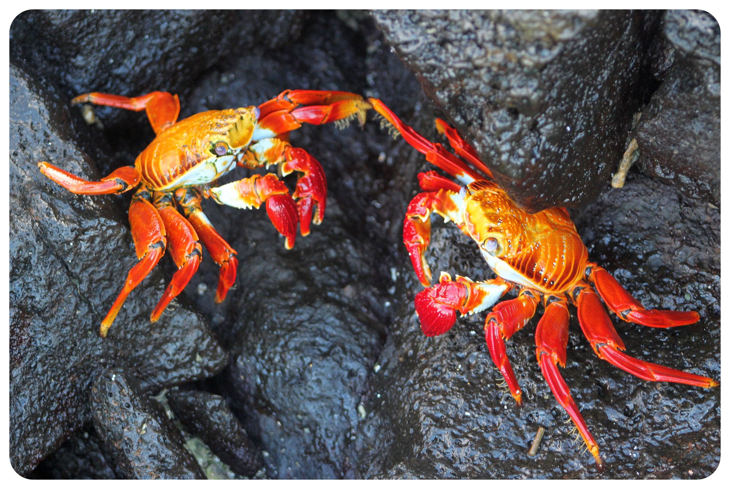 galapagos islands sally lightfoot crabs