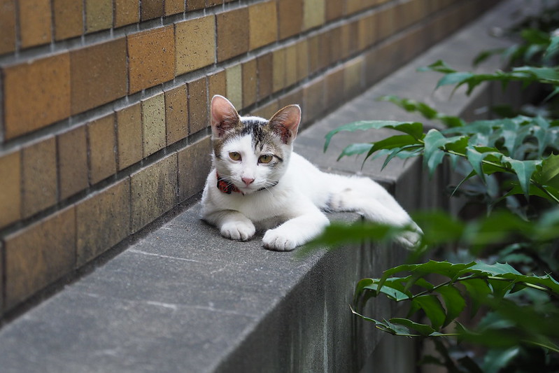 東池袋中央公園の猫。春生まれの白キジブチ。
