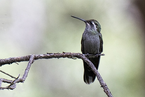Portal: Blue-throated Hummingbird in the Wild