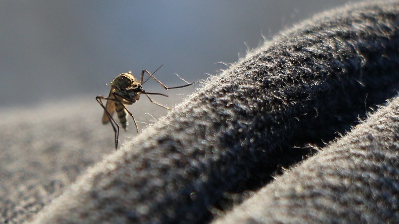 Close-up of an evening mosquito hoping to bite me through my denim jeans on the Cottonwood Pass Trail