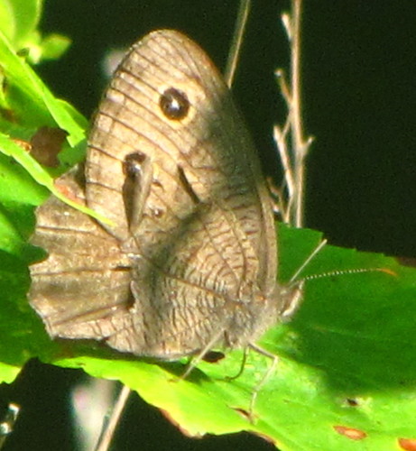 bamona butterfly pa susquehannaco woodbourne