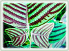 Christia obcordata (Swallowtail Plant, Butterfly Leaf, Butterfly Wing/Plant, Butterfly Leaf ‘Stripe’)