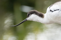 Pied avocet (Recurvirostra avosetta) head and beak