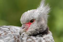 Southern screamer (Chauna torquata) head and beak