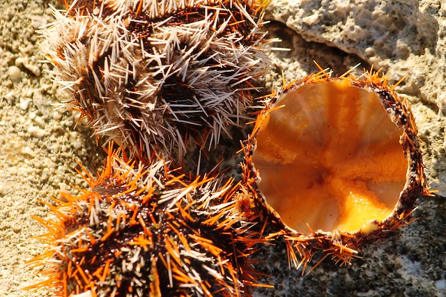 Suwake Sea Urchin