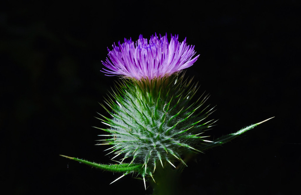 Clustered Thistle