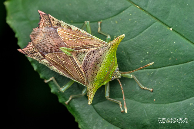 Giant shield bug (Pygoplatys sp.) - DSC_7429