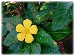 Vibrant yellow flower of Turnera ulmifolia (Yellow Alder, Ramgoat Dashalong, Sage Rose, West Indian Holly, Cuban Buttercup), 16 July 2017