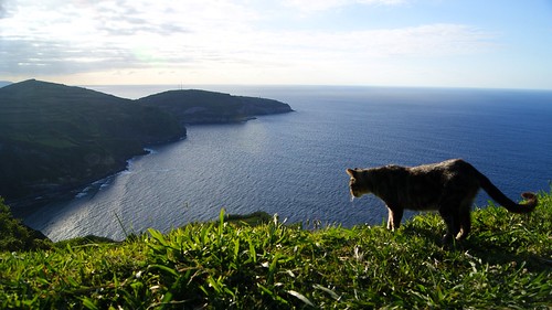 azores cat view sunset
