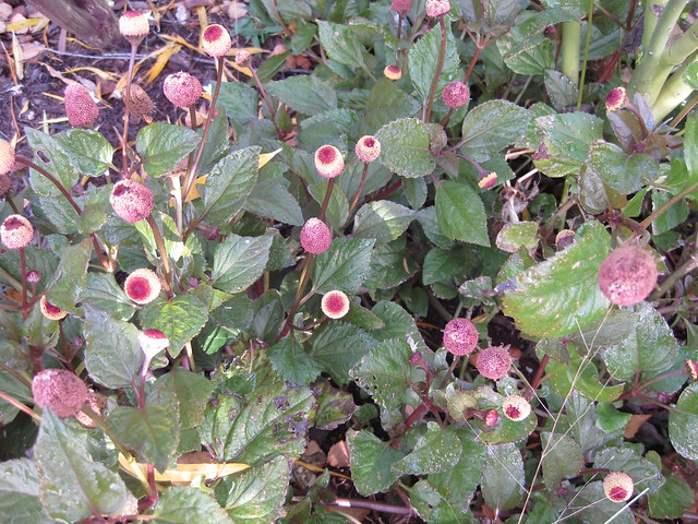 Acmella oleracea Eyeball Plant