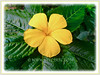 Turnera ulmifolia (Yellow Alder, Ramgoat Dashalong, Sage Rose, Cuban Buttercup, West Indian Holly)