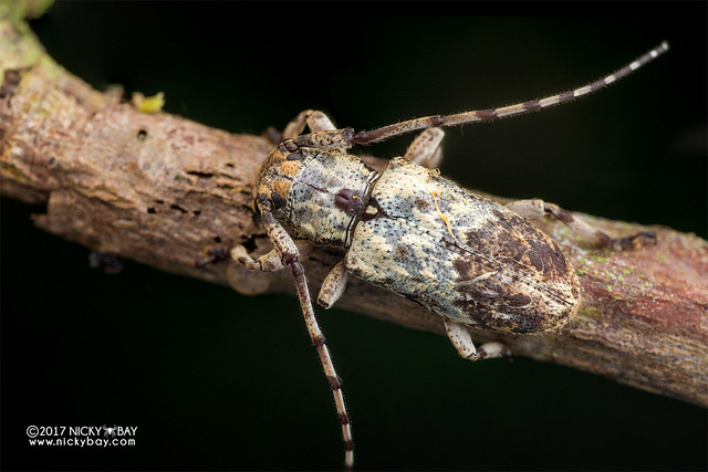 Longhorn beetle (Coptops sp.) - DSC_7127