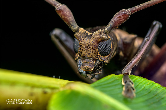 Longhorn beetle (Acalolepta sp.) - DSC_7670