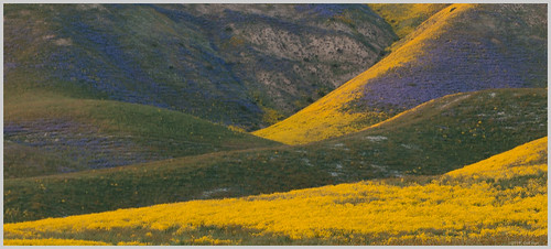 california wildflowers carrizoplainnm