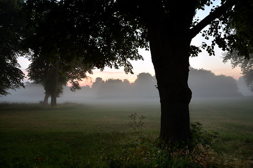 nikon d7200 nikond7200 nikkor1024mm nikon1024mm getty gettyimages gettyimagesesp despitestraightlinesatgettyimages paulwilliams paulwilliamsatgettyimages tree trees wood woods woodlands footscraymeadows kent bexley england uk tranquil tranquility serene serenity calm peace peaceful morning am firstlight light sunlight thegoldenhour goldenhour magichour themagichour mist misty morningmist mistysunrise forest silhouette sunrise sun ethereal