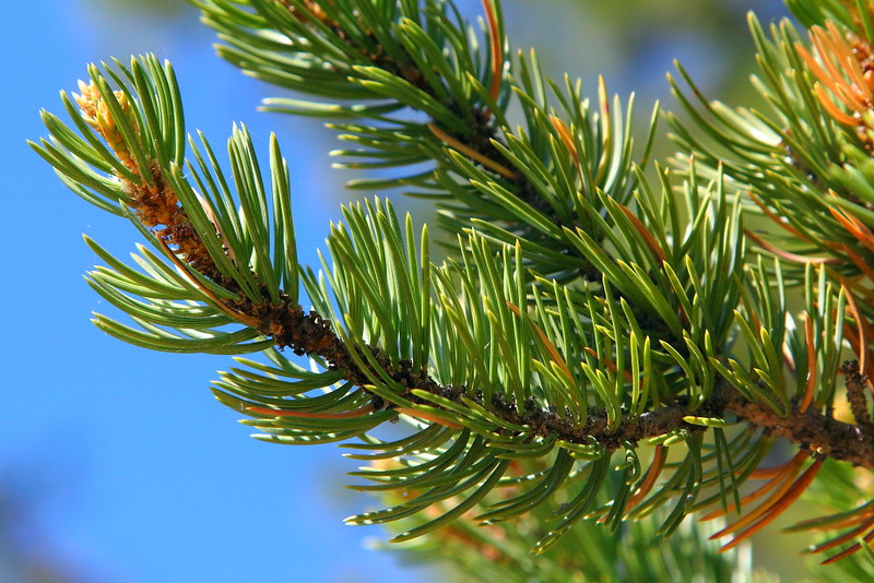 IMG_5726 Two-Needle Pinyon Pine