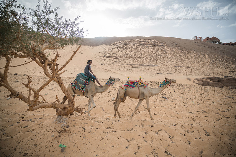 170531努比亞村風帆船+騎駱駝 Nubian Villages , Egypt