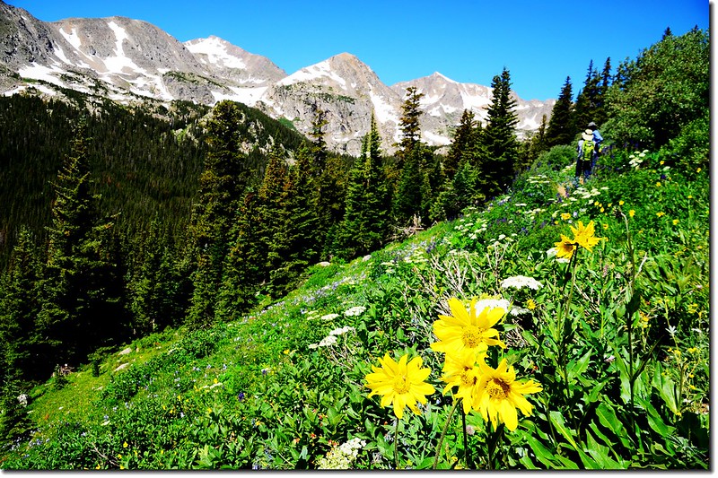 Wildflowers along the Arapaho Pass trail  (1)