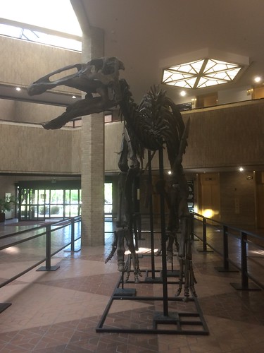 Dino in the County Building