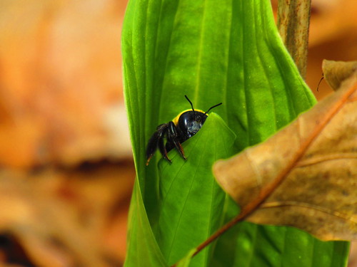 Bee macro. Photographer Joann Kraft