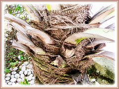 Trunk of Hyophorbe lagenicaulis (Bottle Palm, Palmiste Gargoulette) with old fronds, 27 July 2017