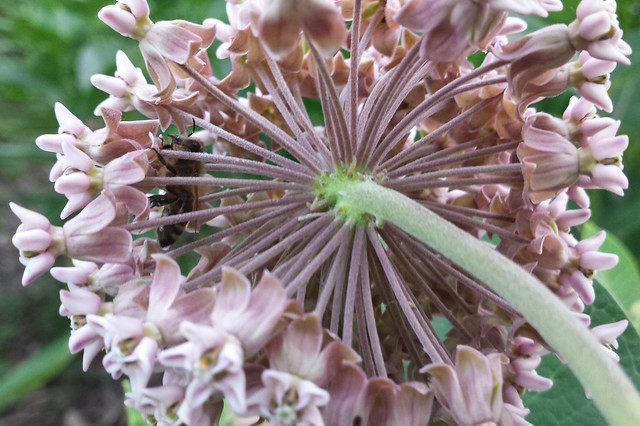 honeybee inside a blossom, viewed from underneath, and the individual flower stalks look like a cage