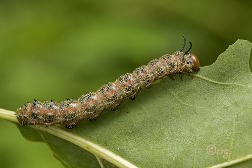 pennsylvania bradfordcounty pisgah caterpillar pinkstripedoakworm anisotavirginiensis redoak nationalmothweek2017