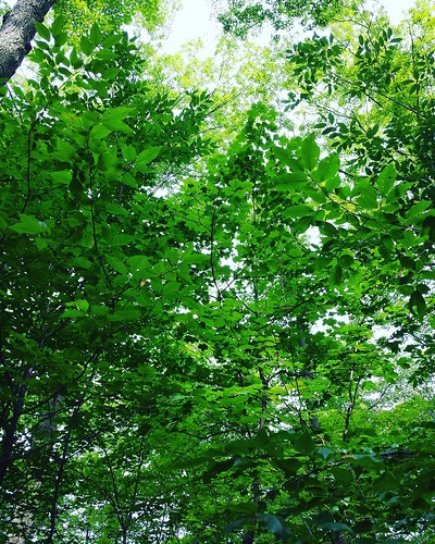 Layers upon layers #trees #KnoxFarm #EastAurora #wny #summer