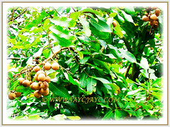 Dimocarpus longan (Longan, Lungan, Dragon's Eye, Mata Kuching in Malay) with drooping clusters of fruits, 11 Oct 2009