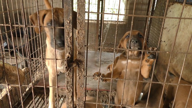 The Korea Observer’s documentary “The Dog Meat Professional: South Korea”