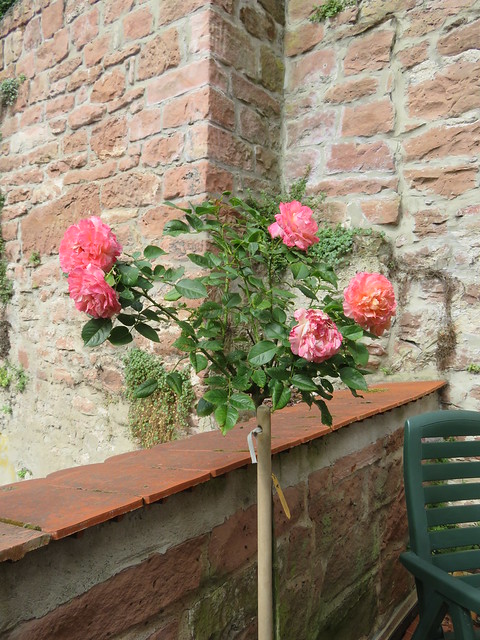 rose tree