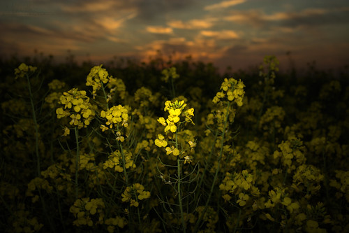gb immaculatephotons illumination outdoors landscape flash flowers canola sunset sky nikon d7100 wiltshire sigma