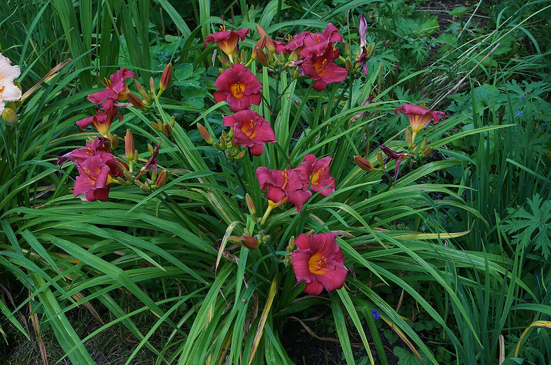 garden latejuly daylily02
