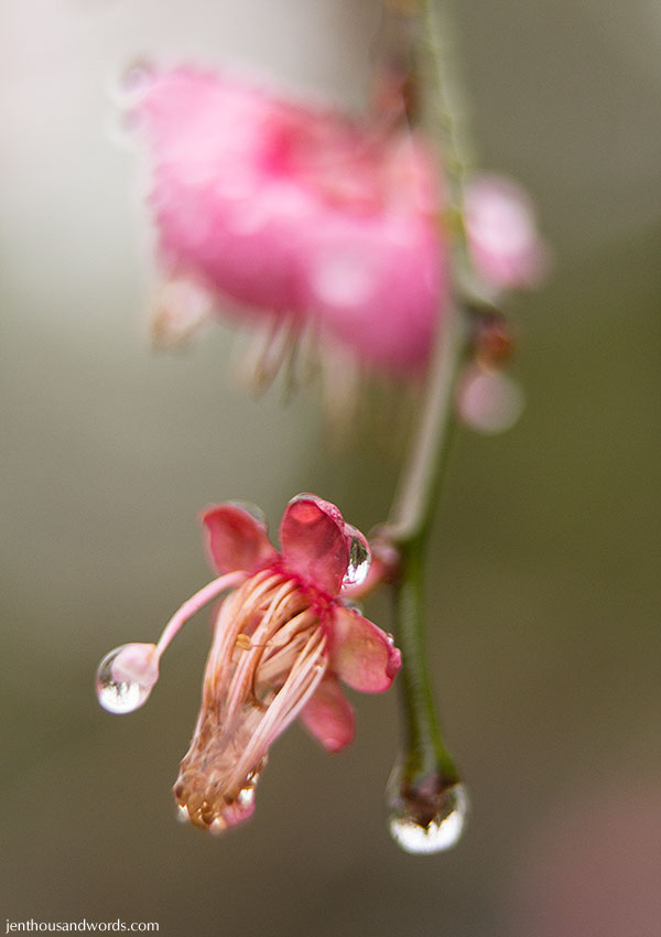 Blossoms after the rain 13